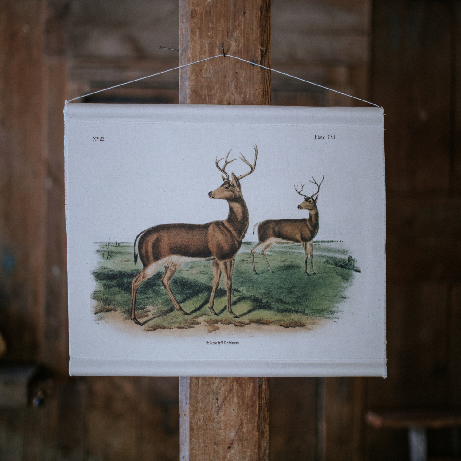 Deer - Canvas Wall Hanging